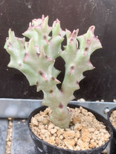Load image into Gallery viewer, CARALLUMA SOCOTRANA 2 Pieces LIVE PLANTS #0803 For Sale