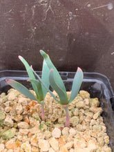 将图片加载到图库查看器，WELWITSCHIA MIRABILIS 2 Pieces LIVE PLANTs #089 For Sale