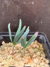 Load image into Gallery viewer, WELWITSCHIA MIRABILIS 2 Pieces LIVE PLANTs #089 For Sale