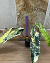 Load image into Gallery viewer, Variegated Philodendron Billietiae LIVE PLANT #654635 For Sale