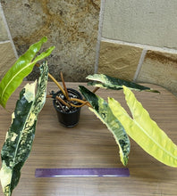 Indlæs billede til gallerivisning Variegated Philodendron Billietiae LIVE PLANT #654635 For Sale