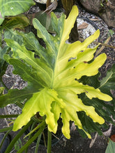 将图片加载到图库查看器，Extrem Variegated Thaumatophyllum “Hope” Selloum LIVE PLANT #16435 For Sale