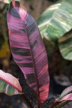 Load image into Gallery viewer, Musa Nono &#39;Hot Pink Banana&#39; LIVE PLANT #153445 For Sale