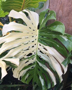 Giant Variegated MONSTERA THAI CONSTELLATION LIVE PLANT #164335 For Sale