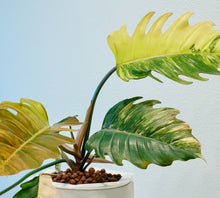 Indlæs billede til gallerivisning Philodendron Caramel Marble Variegated LIVE PLANT #76995For Sale