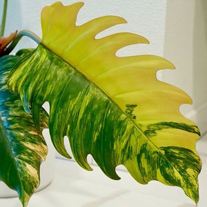 Philodendron Caramel Marble Variegated LIVE PLANT #76995For Sale
