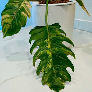 Philodendron Caramel Marble Variegated LIVE PLANT #76995For Sale