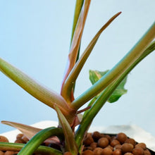 Load image into Gallery viewer, Philodendron Caramel Marble Variegated LIVE PLANT #76995For Sale
