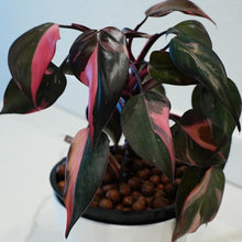 将图片加载到图库查看器，Philodendron Black Cherry LIVE PLANT #159935 For Sale