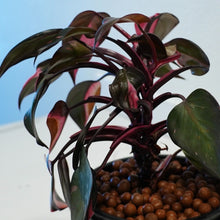 Load image into Gallery viewer, Philodendron Black Cherry LIVE PLANT #159935 For Sale
