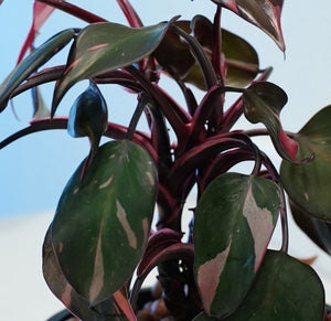 Philodendron Black Cherry LIVE PLANT #159935 For Sale