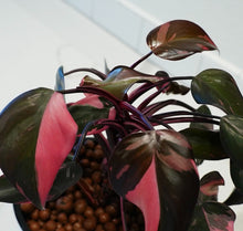 Indlæs billede til gallerivisning Philodendron Black Cherry LIVE PLANT #159935 For Sale