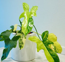 Load image into Gallery viewer, Philodendron Violin (Bipennifolium) Variegated LIVE PLANT #13735 For Sale