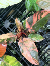Load image into Gallery viewer, Philodendron Variegated Prince Of Orange LIVE PLANT #167535 For Sale