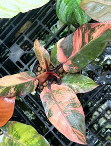 Philodendron Variegated Prince Of Orange LIVE PLANT #167535 For Sale