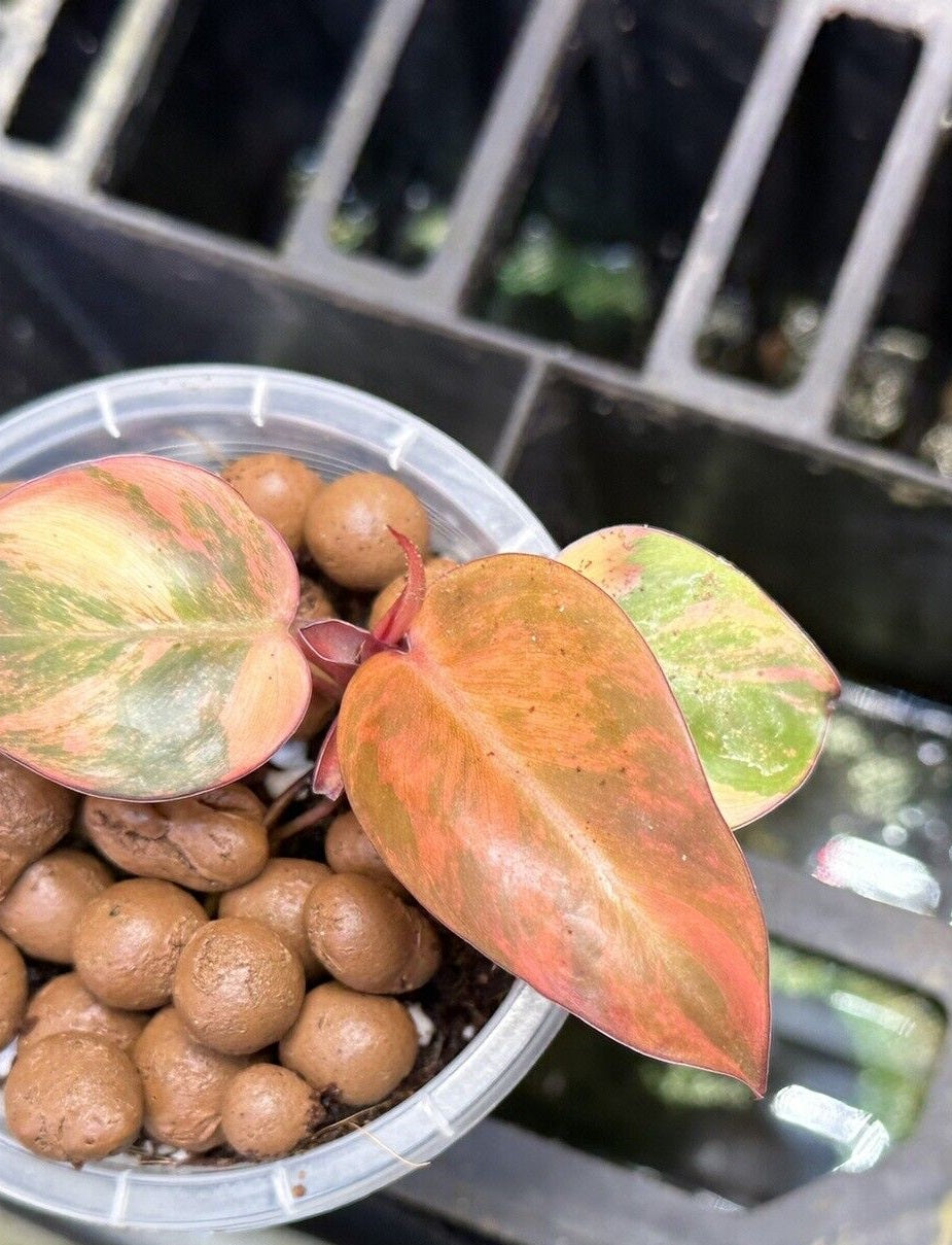 Philodendron Variegated Prince Of Orange LIVE PLANT #167535 For Sale