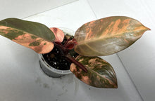 Indlæs billede til gallerivisning Philodendron Variegated Prince Of Orange LIVE PLANT #111565 For Sale