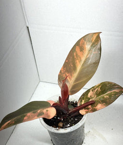 Philodendron Variegated Prince Of Orange LIVE PLANT #111565 For Sale