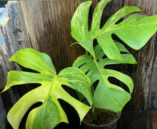 Load image into Gallery viewer, Variegated Monstera Aurea LIVE PLANT #115435 For Sale