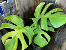 Load image into Gallery viewer, Variegated Monstera Aurea LIVE PLANT #115435 For Sale