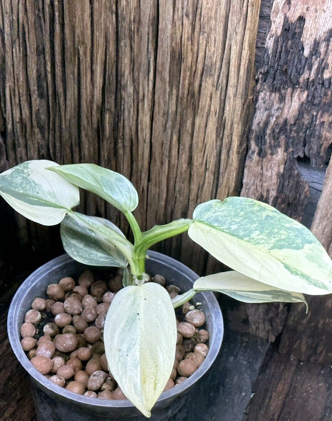 Variegated Philodendron Silver Sword LIVE PLANT #114535 For Sale