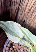 Indlæs billede til gallerivisning Variegated Philodendron Silver Sword LIVE PLANT #114535 For Sale