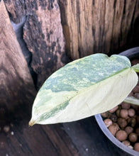 Load image into Gallery viewer, Variegated Philodendron Silver Sword LIVE PLANT #114535 For Sale