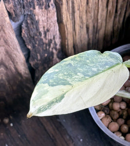 Variegated Philodendron Silver Sword LIVE PLANT #114535 For Sale
