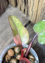 Load image into Gallery viewer, Philodendron Strawberry Shake LIVE PLANT #112435 For Sale