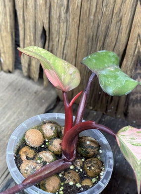 Philodendron Strawberry Shake LIVE PLANT #112435 For Sale