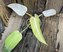 Indlæs billede til gallerivisning Philodendron Whipple Way LIVE PLANT #587735 For Sale