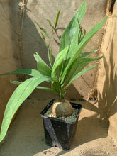 Load image into Gallery viewer, ADENIA GOETZEI LIVE PLANT #0654 For Sale