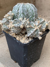 Load image into Gallery viewer, ASTROPHYTUM MYRIOSTIGMA LIVE PLANT #0455 For Sale