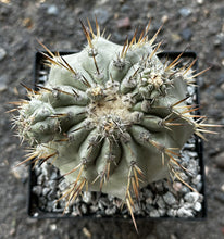 Load image into Gallery viewer, Copiapoa cinerea ‘Albispina’ XL #076 For Sale
