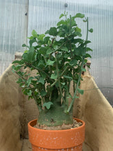 将图片加载到图库查看器，ADENIA SPINOSA LIVE PLANT #2515 For Sale
