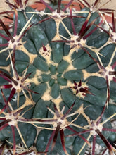 Load image into Gallery viewer, GLANDULICACTUS MATHSONII LIVE PLANT #045 For Sale