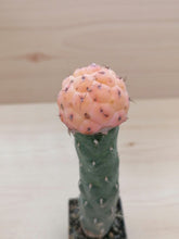 将图片加载到图库查看器，Tephrocactus geometricus variegata LIVE PLANT #4313 For Sale
