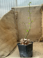 Load image into Gallery viewer, DIOSCOREA ELEPHANTIPES LIVE PLANT #5985 For Sale