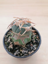 Indlæs billede til gallerivisning Echinocactus horizonthalonius LIVE PLANT #4483 For Sale