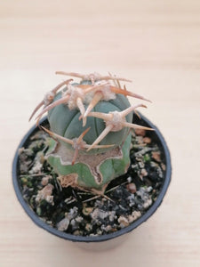 Echinocactus horizonthalonius LIVE PLANT #4483 For Sale