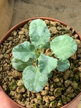 Indlæs billede til gallerivisning JATROPHA MARGINATA LIVE PLANT #035 For Sale