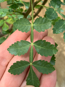 BURSERA GLABRIFOLIA LIVE PLANT #3975 For Sale