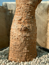 Load image into Gallery viewer, ADANSONIA DIGITATA LIVE PLANT #0733 For Sale