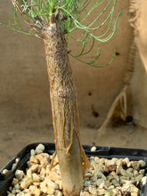 Load image into Gallery viewer, COMMIPHORA KRAEUSELIANA LIVE PLANT #6235 For Sale