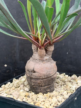 Load image into Gallery viewer, EUPHORBIA SILENIFOLIA LIVE PLANT #485 For Sale