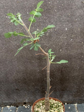 Load image into Gallery viewer, BURSERA GLABRIFOLIA LIVE PLANT #0003 For Sale