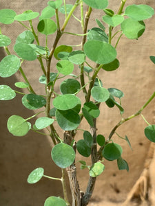 EUPHORBIA MISERA LIVE PLANT #0864 For Sale