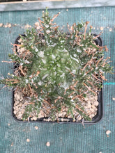 Load image into Gallery viewer, Euphorbia decepta LIVE PLANT #2115 For Sale