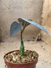 Load image into Gallery viewer, ADENIA PEN LIVE PLANT #0704 For Sale