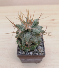 Načíst obrázek do prohlížeče Galerie, Astrophytum ornatum kikko LIVE PLANT #05633 For Sale
